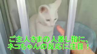 ネコちゃん大爆笑動画　駐輪場の野良猫ちーちゃん番外編