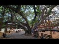 Banyan Tree in Lahaina in Maui Hawaii right before fire (4k; Wide angle; Full 360 view)