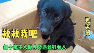 一个多月的拉不拉多得了细小，因高昂的医药费被拋弃，自生自滅  －Dog rescue in China-  20210701