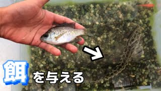 お魚キラーで捕まえた魚をペットの雷魚に与えてみた