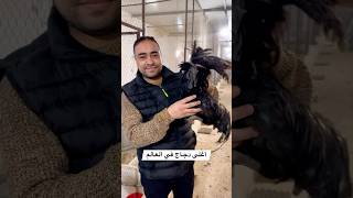 ✅شاهدوا معنا اغرب نوع من دجاج يسمى بدجاج الأندلسي 🐓🐓