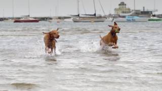 Vizsla Dogs - Sony A6500