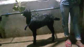 Deccan breed female on milk teeth  p ( 6309780296 at mr nizam  7989611900