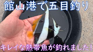 【海釣り】館山港で五目釣りをしたらきれいな熱帯魚が釣れました【トリックサビキ】