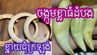 ខ្នាយជ្រូកព្រៃជុំក្រឡង់នឹងចង្កូមខ្លាធំដំបង Wild boar round lobe and tiger large fangs