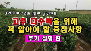 고추 다수확을 위해 미리 알아야하는 중점사항 (보충 설명 편)