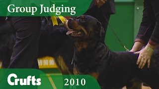 Rottweiler Wins Working Group Judging at Crufts 2010 | Crufts Dog Show