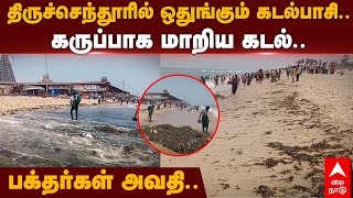 Thiruchendur Seaweed | திருச்செந்தூரில் ஒதுங்கும் கடல்பாசி.. கருப்பாக மாறிய கடல்... பக்தர்கள் அவதி..