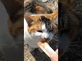 城ヶ島岩場西側〜ちゅーる欲しさに猫ちゃん達が集まって来ましたー =^・^=