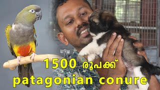 1500 രൂപക്ക് ലോകത്തിലെ ഏറ്റവും വലിയ Conure തത്ത |patagonian conure