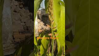 Aloe vera plant flowering || Plants \u0026 Gardening