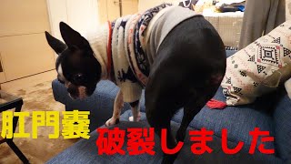 肛門嚢破裂 ボストンテリアのハム