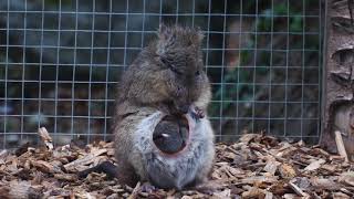 Potoroo Joey Emerges at Longleat