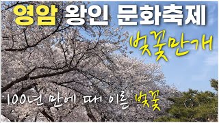 100년만에 3월에 핀 벚꽃 ✔ 영암 왕인 문화축제, 벚꽃축제 | 먹거리 즐길거리 가득 한 곳 👍💯