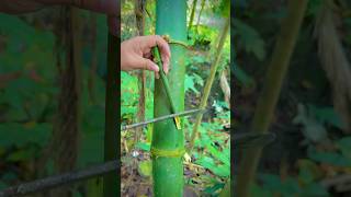 ✅Bamboo clean water in forest #survival #outdoors #bushcraft #lifehacks #useful