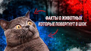 ФАКТЫ О ЖИВОТНЫХ ПОВЕРГНУТ В ШОК || ИНТЕРЕСНЫЕ ФАКТЫ ПРО КОШЕК || Домашние Животные