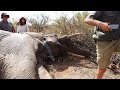 incredible experience collaring a huge elephant bull