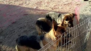 In a real shot of a rural dog market, Liu Gexiang sold a dog in 2001