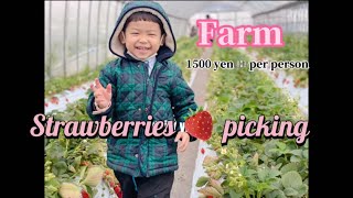 いちご狩りにいって来た千葉県Strawberries picking hunting 2022