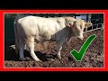 CHAROLAIS DE REGISTRO 🧬 Rancho el Barroso 🧬 hacienda Santa Martha 4