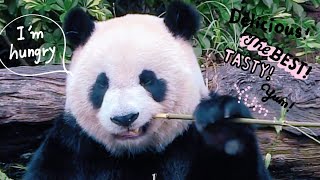 看圓仔吃竹葉超療癒，圓仔就是超可愛|熊貓貓熊The Giant Panda Yuan Yuan and Yuan Bao|台北市立動物園