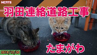 【多摩川猫・せい子サルファ剤三度目】工事で餌やりが厄介な野良猫達【羽田連絡道路】