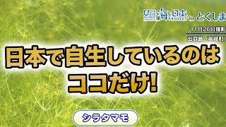 珍しい！シラタマモの自生地 日本財団 海と日本PROJECT in とくしま 2021 #26