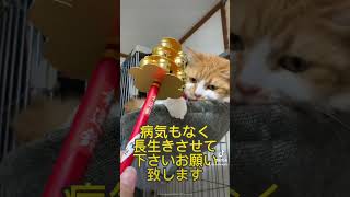 幸福の鈴#玉置神社 #うちの猫 #猫好きさんと繋がりたい #猫