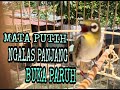 Auriventer gacor ngalas panjang  di pagi hari (masteran mata putih)