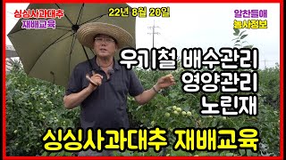 싱싱사과대추 재배교육 22년 8월20일  220820  , 알찬들애 싱싱사과대추