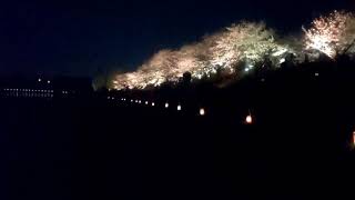 寝屋川市 打上川治水緑地の遊歩道 桜 ライトアップ