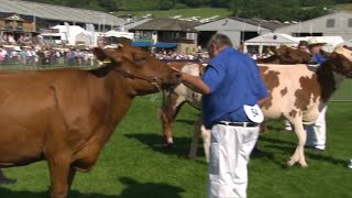 Gwartheg Ayrshire | Ayrshire Dairy Cows