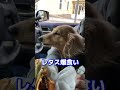 函館でハンバーガー買ったら、ほぼレタス取られた shorts おもしろ 犬