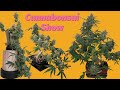 Mastering Cannabonsai Shaping Techniques | Episode 11 of The Cannabonsai Show 🌿✂️