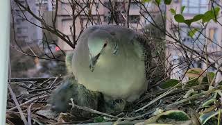 20230215 金背鳩6 孵出第七天 清晨 母鳥育幼