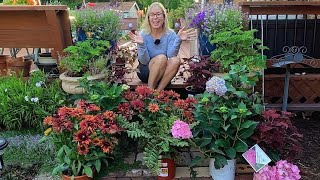 Almost Fall Clearance Plant Haul from Horrocks and Lowes 💐💯🌿// Suburban Oasis