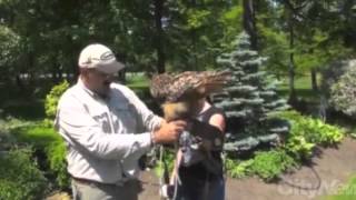 Be a Falconer for a day!