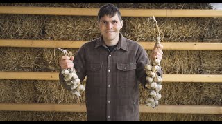 Grow organic garlic for year round supply 🧄