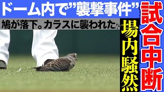 【ドーム内で襲撃事件】鳥が鳥を打ち落とし、異例の試合中断