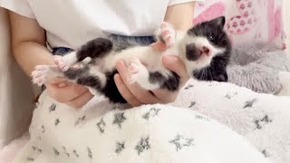 ウンチをきばる声が可愛すぎる赤ちゃん猫 生後19日【お盆3兄妹#9】Kitten poops with cute voice.