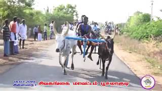 சின்னமாடு -1 சிவகங்கை மாவட்டம் பூசலாகுடி (14.07.2019)பகவதி