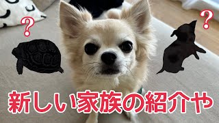 新しい家族が増えるで