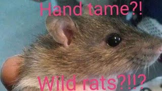 Did I make friends with WILD RATS?!?