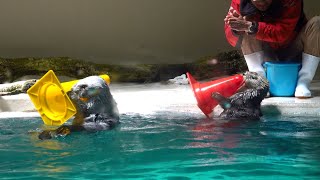 鳥羽水族館 ラッコ メイとキラのオモチャコンコン  ～ バケツIN ～ くるくるコーン ～ コーン返し