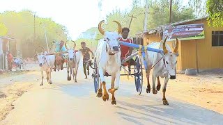 T.குமாரபுரம் பந்தயம் இராமநாதபுரம்(மா)