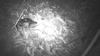 Hose's Civet in Central Kalimantan 3