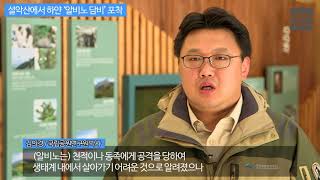 [KBS뉴스춘천] 설악산에서 하얀 ‘알비노 담비’ 포착