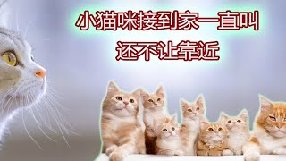 小猫咪接到家一直叫还不让靠近，怎么办？