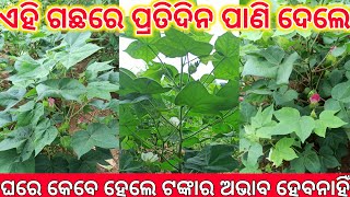 ଏହି ଗଛରେ ପାଣି ଦେଳେ ଟଙ୍କାର ଅଭାବ ହୁଏ ନାହିଁ | dhan vridhi ke upay | dhan prapti ke upay | #tecbigyan