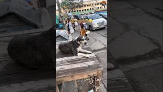 🦮என்ன நிம்மதியா தூங்க விடுடா🤣 #shorts #funny #funnyvideo #dog #karthistrack